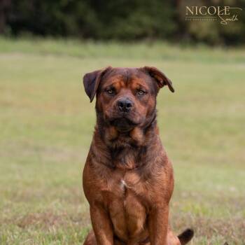 Rescue Pit Bull Terrier and Labrador Retriever Dogs for Adoption in Henderson, Kentucky - Shoney | PetCurious