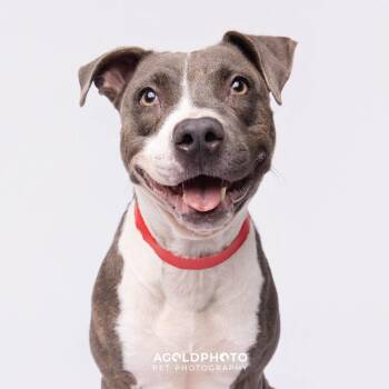 Terrier Dogs Available for Adoption in Tampa, Florida - Lola | PetCurious