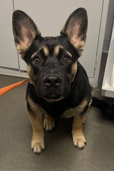 Nash -  Cardigan Welsh Corgi and German Shepherd Dog Dog for Adoption in Fresno, California - Nash | PetCurious