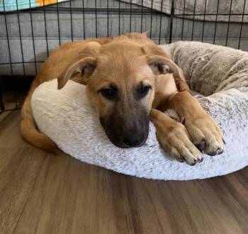 Teah -  Shepherd Dog for Adoption in Denver, Colorado - Teah | PetCurious