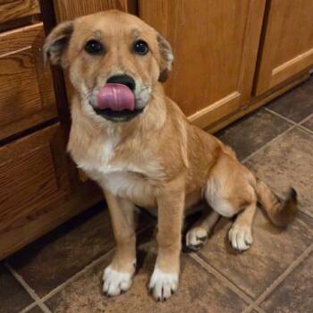 Retriever and Mixed Breed Dogs Available for Adoption in Brownsboro, Alabama - Cornbread | PetCurious