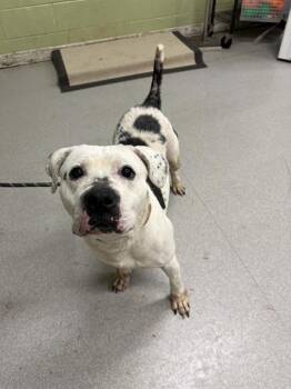 Pit Bull Terrier Dogs Available for Adoption - BLANCA | PetCurious