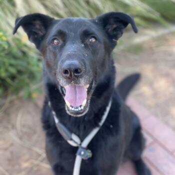 Jeffrey -  German Shepherd Dog and Mixed Breed Dog for Adoption in Riverside, California - Jeffrey | PetCurious