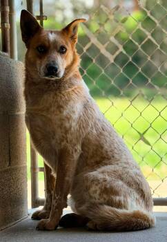 Australian Cattle Dog Blue Heeler Dogs Available for Adoption in Harrodsburg, Kentucky - Zeke | PetCurious