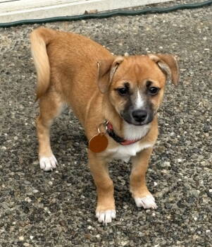 Rescue Pomeranian and Chihuahua Dogs for Adoption in Seattle, Washington - Snickers | PetCurious