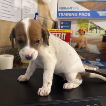 Dopey -  Basset Hound and Mixed Breed Dog for Adoption in Eureka Springs, Arkansas - Dopey | PetCurious