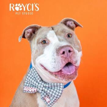 Dodger -  Pit Bull Terrier Dog for Adoption in Murray, Utah - Dodger | PetCurious