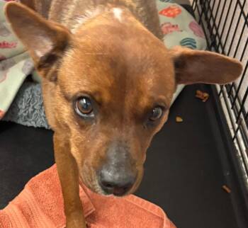 Beagle Dogs Available for Adoption - GEORGI | PetCurious