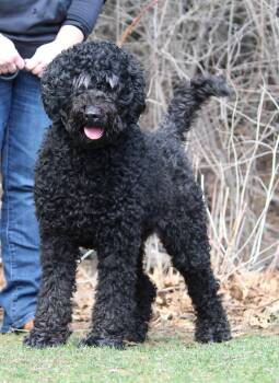 Standard Poodle Dogs Available for Adoption - Wilbur | PetCurious