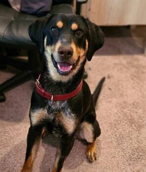 Jack Jack -  Hound Dog for Adoption in Roswell, Georgia - Jack Jack | PetCurious