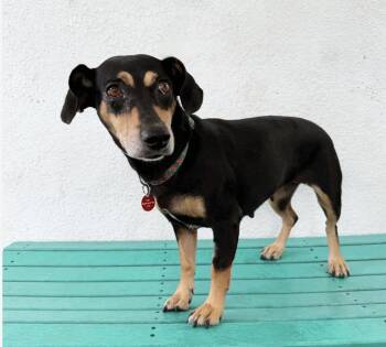 Rescue Mixed Breed Dogs for Adoption in Los Angeles, California - Debbie | PetCurious