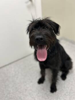 Nyx -  Giant Schnauzer Dog for Adoption in Lancaster, Pennsylvania - Nyx | PetCurious