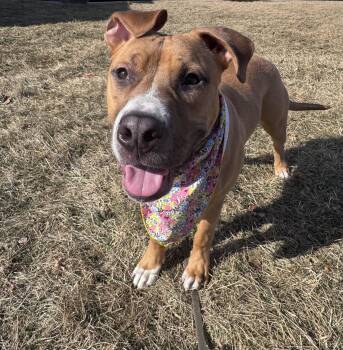 Pit Bull Terrier Dogs Available for Adoption - Anchor Arms | PetCurious