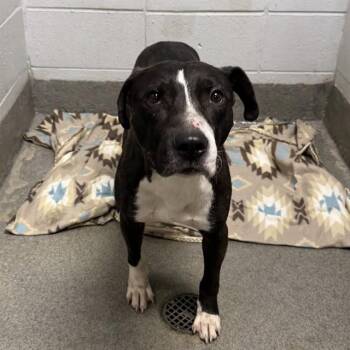 ROLAN -  Pit Bull Terrier and Mixed Breed Dog for Adoption - ROLAN | PetCurious