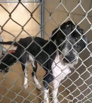 Labradoodle Dogs Available for Adoption in Zimmerman, Minnesota - Archibald | PetCurious