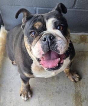 English Bulldog and Mixed Breed Dogs Available for Adoption in Malvern, Pennsylvania - Munchkin | PetCurious