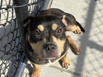 DEBBIE -  Australian Kelpie and Mixed Breed Dog for Adoption in Tulsa, Oklahoma - DEBBIE | PetCurious