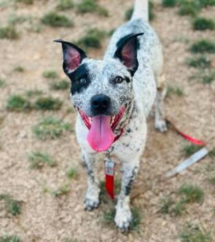 Cheeseburger -  Mixed Breed Dog for Adoption in West Chester, Pennsylvania - Cheeseburger | PetCurious