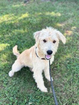 Emmett -  Poodle and Mixed Breed Dog for Adoption in Aiken, South Carolina - Emmett | PetCurious