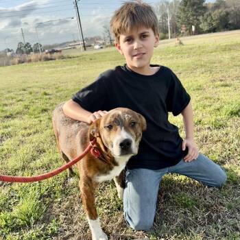 Rat Terrier Dogs Available for Adoption - Thing 2 | PetCurious