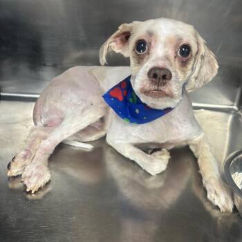 Falkor -  Mixed Breed Dog for Adoption in Henderson, Kentucky - Falkor | PetCurious