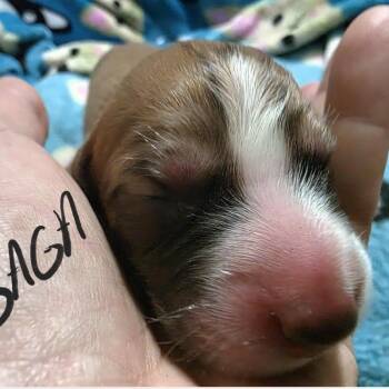 Coonhound Dogs Available for Adoption - Gaga | PetCurious