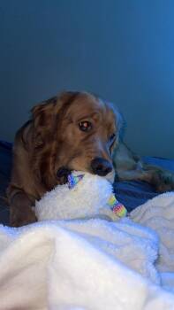 Elf -  Golden Retriever Dog for Adoption in Cheektowaga, New York - Elf | PetCurious