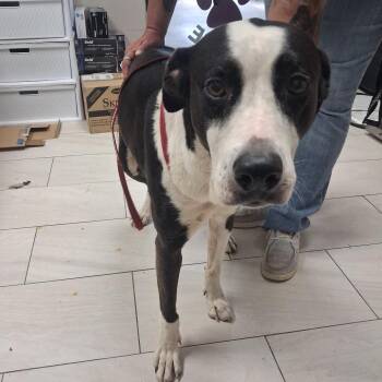 Willow -  Mixed Breed Dog for Adoption in Lufkin, Texas - Willow | PetCurious