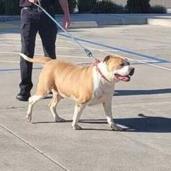 Pit Bull Terrier and Mixed Breed Dogs Available for Adoption in Turlock, California - Cannoli | PetCurious