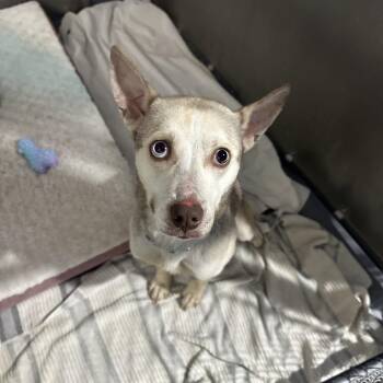 Moonstone -  Husky and Mixed Breed Dog for Adoption in Binghamton, New York - Moonstone | PetCurious