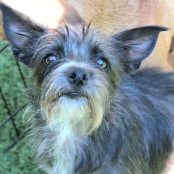 Pepper -  Terrier and Mixed Breed Dog for Adoption in San Francisco, California - Pepper | PetCurious