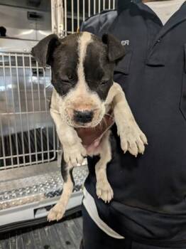 JINX -  Pit Bull Terrier and Mixed Breed Dog for Adoption in Dayton, Ohio - JINX | PetCurious