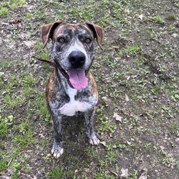 Simba -  Pit Bull Terrier Dog for Adoption in Clanton, Alabama - Simba | PetCurious