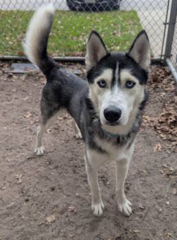 Rescue Husky Dogs for Adoption in Brookhaven, New York - Barley | PetCurious