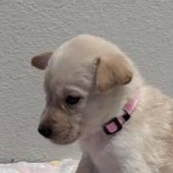 German Shepherd Dog and Labrador Retriever Dogs Available for Adoption - Sarah | PetCurious