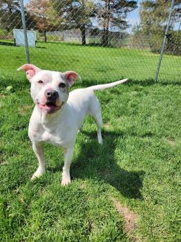 Dogo Argentino Dogs Available for Adoption in Caro, Michigan - Zena | PetCurious