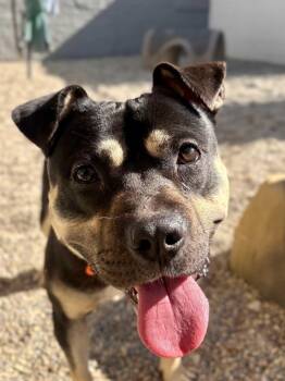 Rescue Pit Bull Terrier Dogs for Adoption in Detroit, Michigan - Mickey | PetCurious