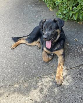 Puppy Tiva -  German Shepherd Dog Dog for Adoption in Fulton, California - Puppy Tiva | PetCurious