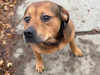 German Shepherd Dog and Mixed Breed Dogs Available for Adoption - TEX | PetCurious