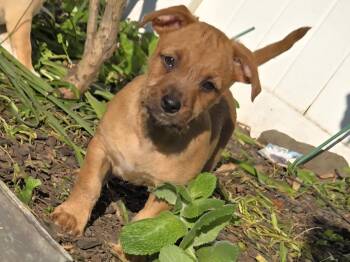 Rescue Terrier Dogs for Adoption - Little Ricky | PetCurious