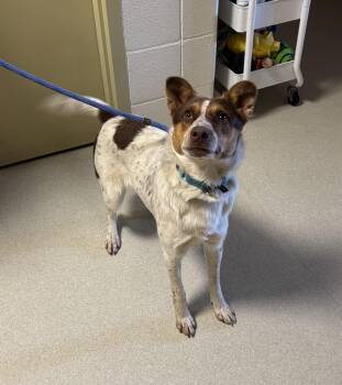 MEADOW -  Mixed Breed Dog for Adoption in Ashland, Ohio - MEADOW | PetCurious