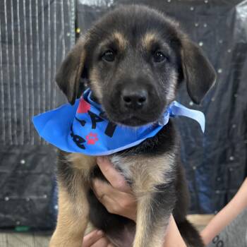 Chesapeake Bay Retriever and Shepherd Dogs Available for Adoption in Bellingham, Washington - River | PetCurious