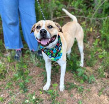 Butter Bean -  Mixed Breed Dog Available for Adoption in Ellijay, Georgia - Butter Bean | PetCurious