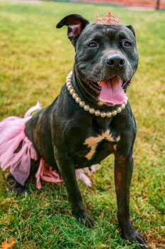 Rescue Mixed Breed Dogs for Adoption in West Chester, Pennsylvania - Raven | PetCurious