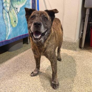 IVHS-Stray-140864 -  Chow Chow and Boxer Dog for Adoption in San Gabriel, California - IVHS-Stray-140864 | PetCurious