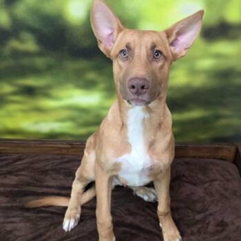 Watson -  Mixed Breed Dog for Adoption in Walker, Michigan - Watson | PetCurious
