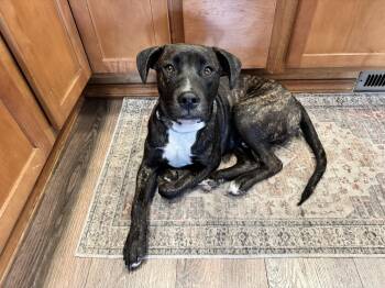 Clyde -  American Staffordshire Terrier Dog for Adoption in Olympia, Washington - Clyde | PetCurious