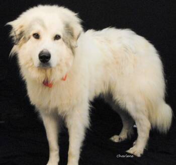 Champagne -  Great Pyrenees Dog for Adoption in Newland, North Carolina - Champagne | PetCurious