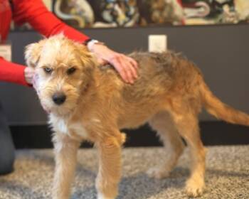 Rescue Mixed Breed Dogs for Adoption in West Chester, Pennsylvania - Flint | PetCurious