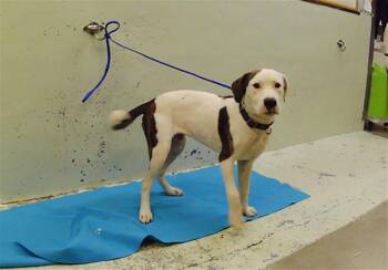 BERRY -  Staffordshire Bull Terrier and Mixed Breed Dog for Adoption in Houston, Texas - BERRY | PetCurious